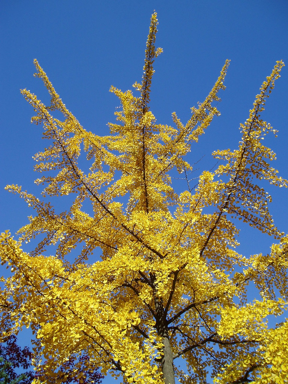 autumn ginkgo yellow free photo