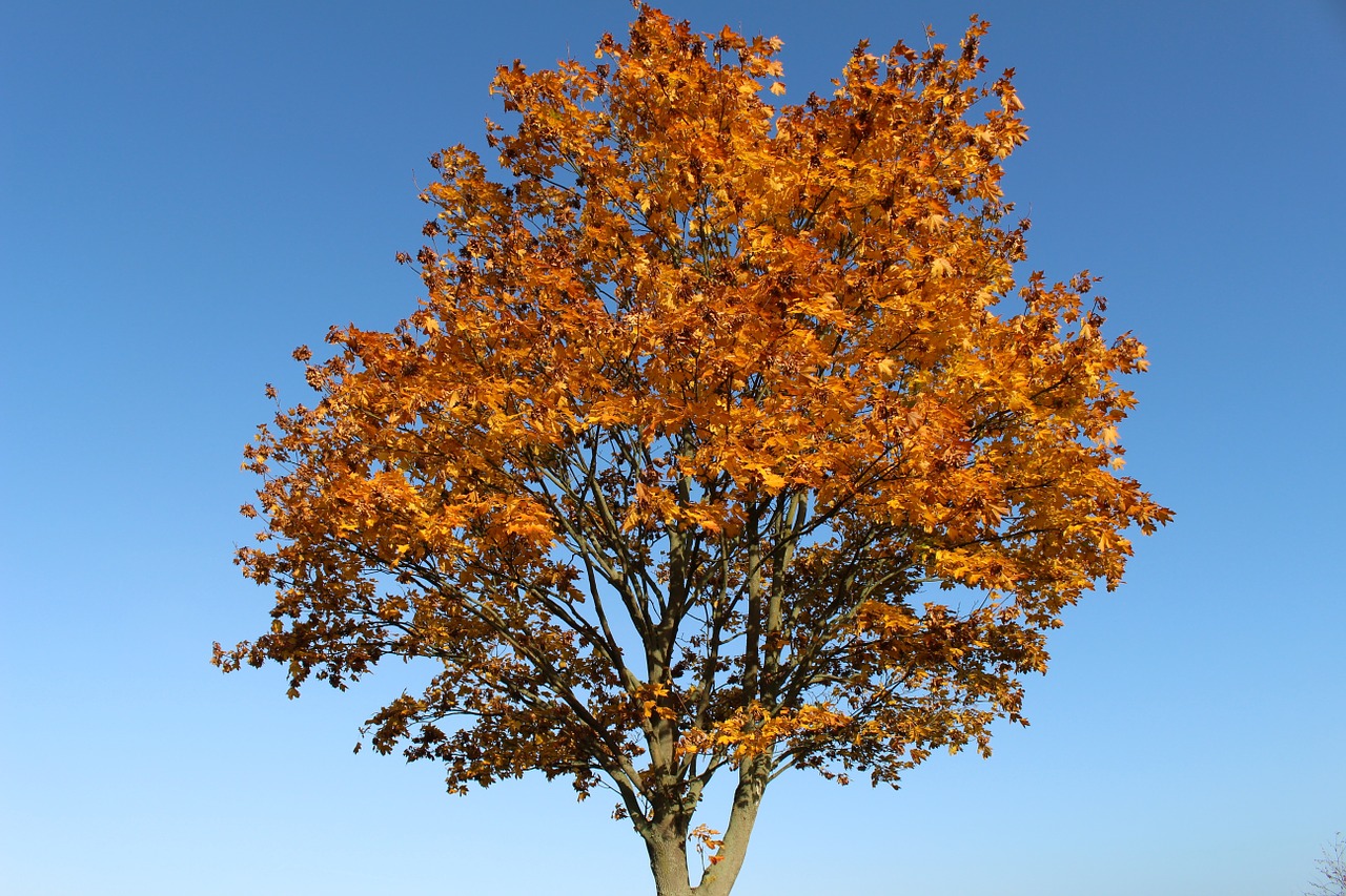 autumn tree leaves free photo