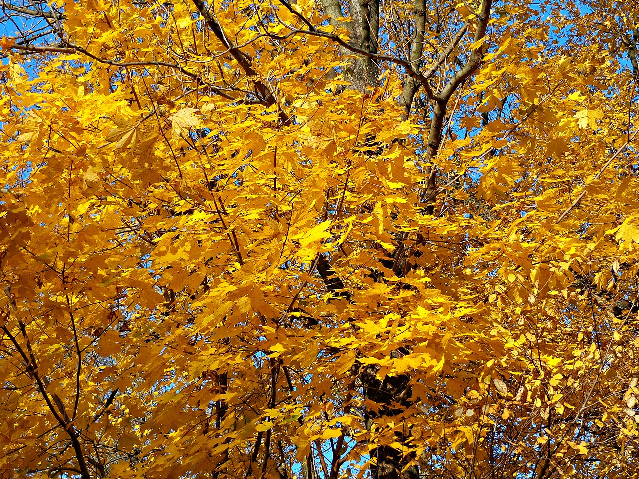 autumn time of year landscape free photo