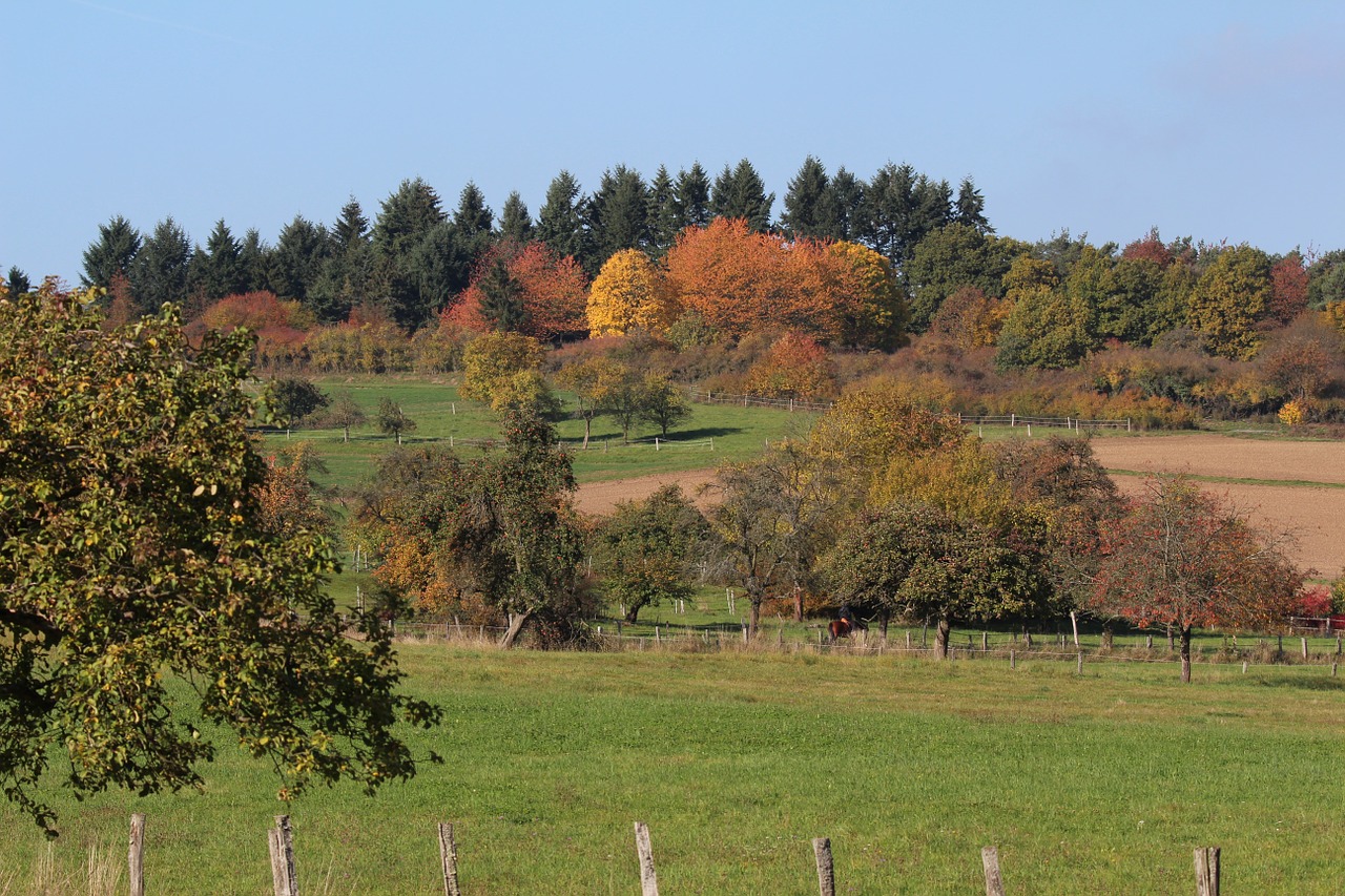 autumn landscape tree free photo