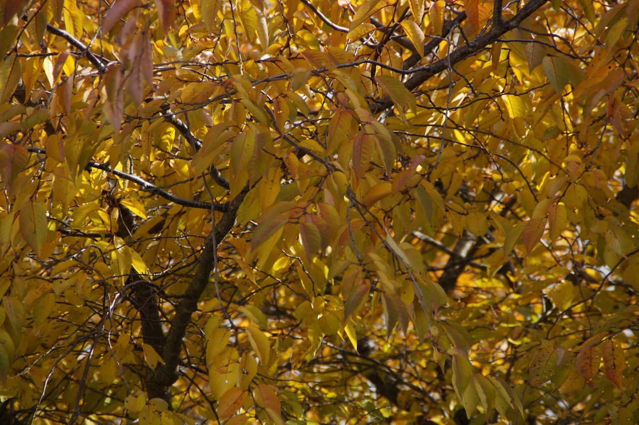 autumn fall foliage leaves free photo