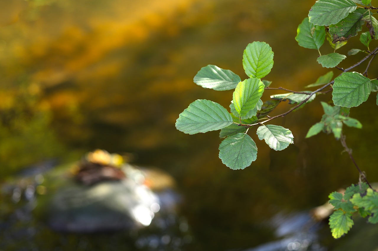 autumn sun leaves free photo