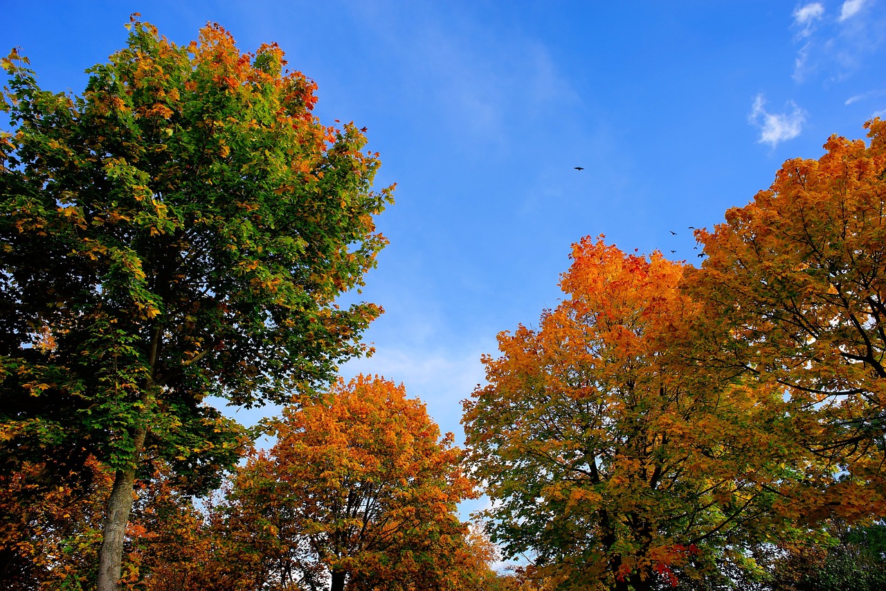 autumn trees golden autumn free photo