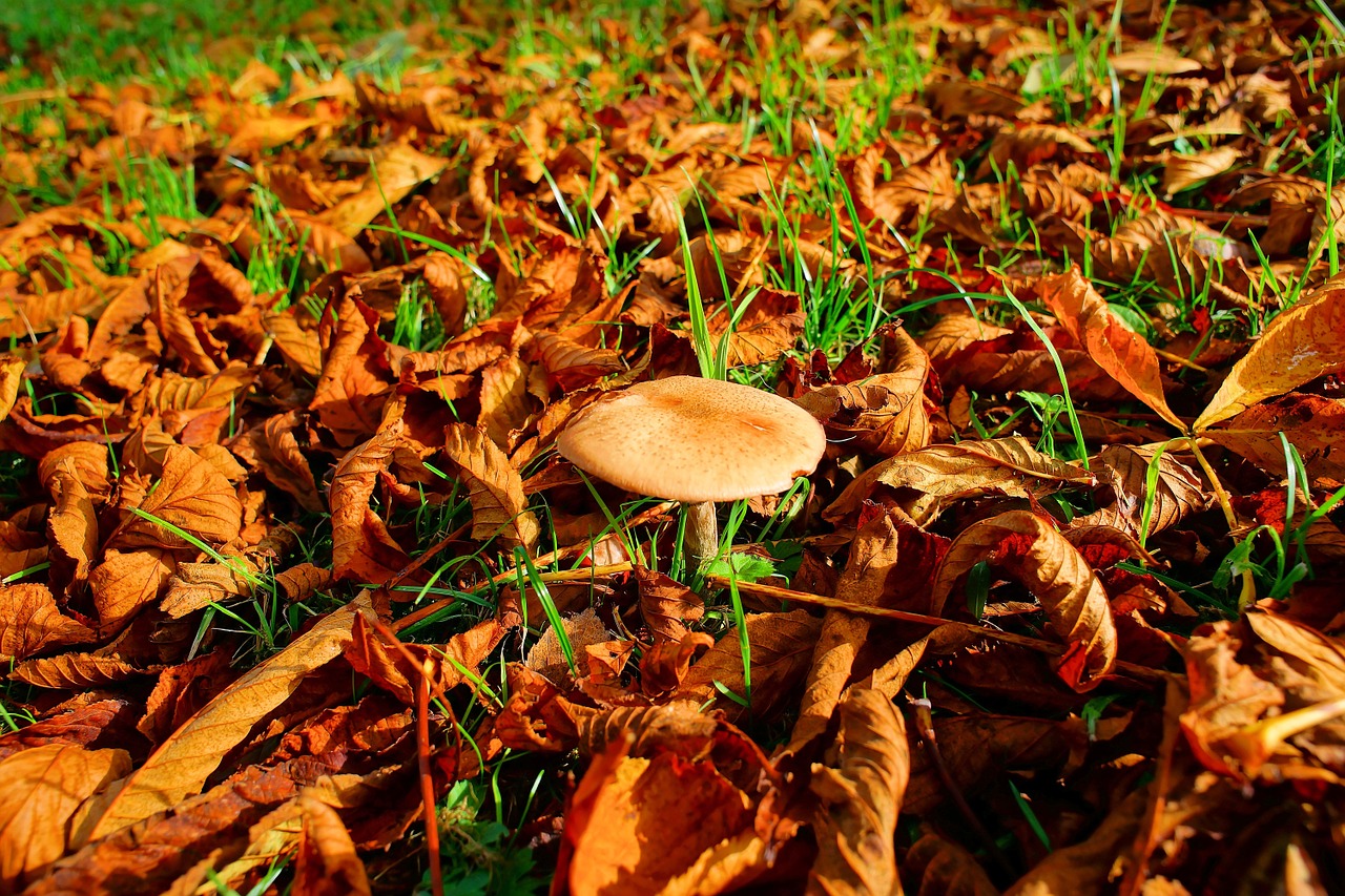 autumn leaves mushroom free photo