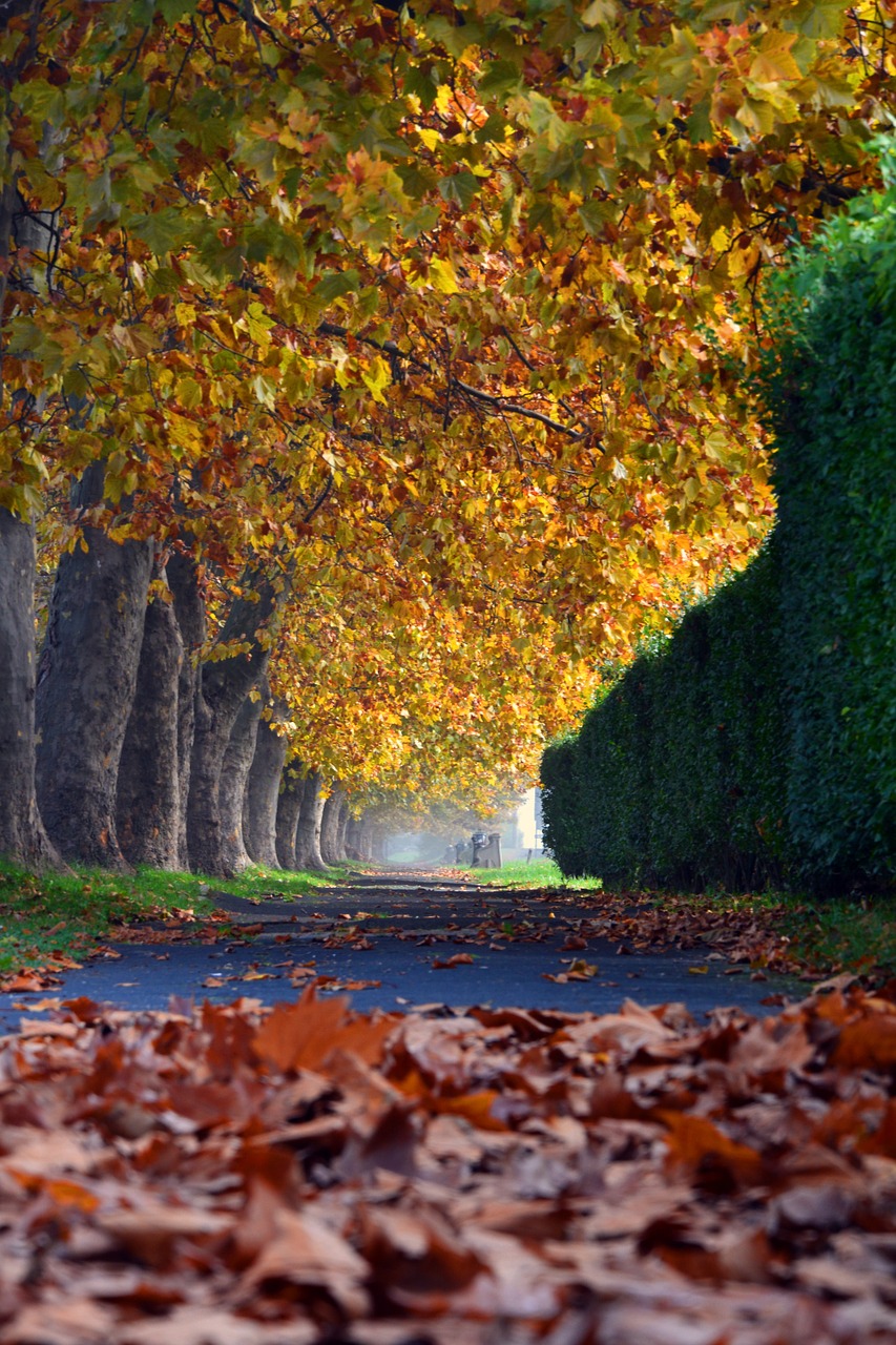 autumn trees walk free photo