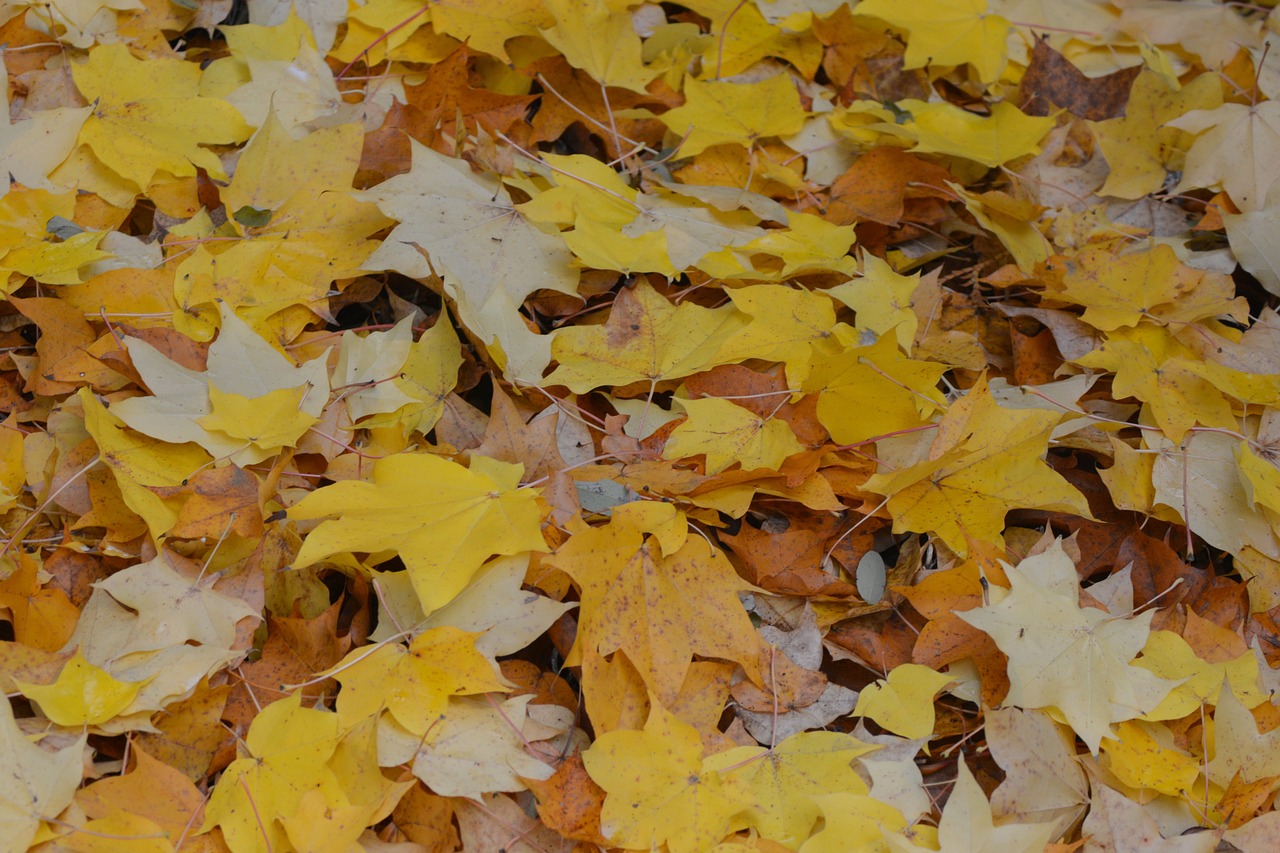 autumn leaves season free photo