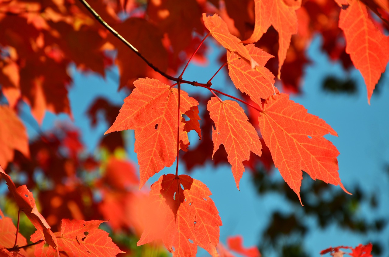 autumn leaves red leaves free photo