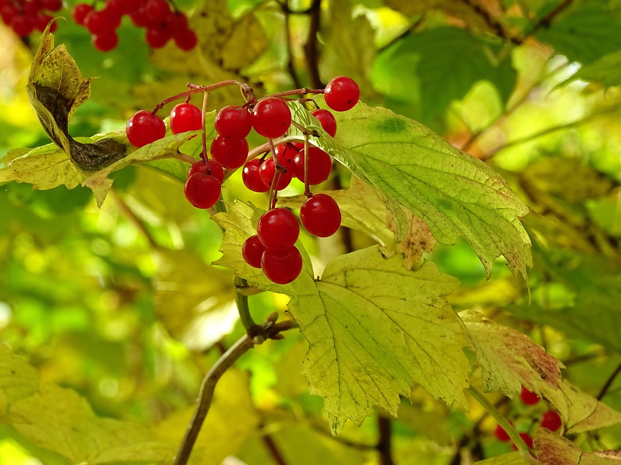 autumn leaves golden autumn free photo