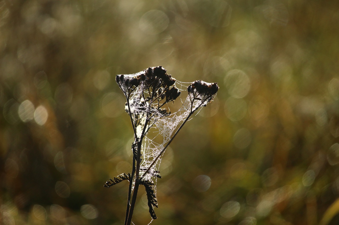 autumn cobweb grasses free photo