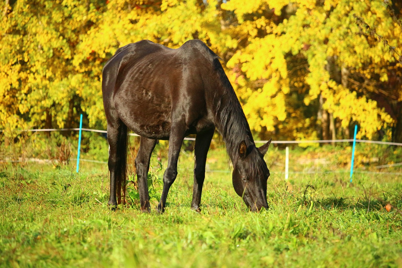 autumn horse rap free photo