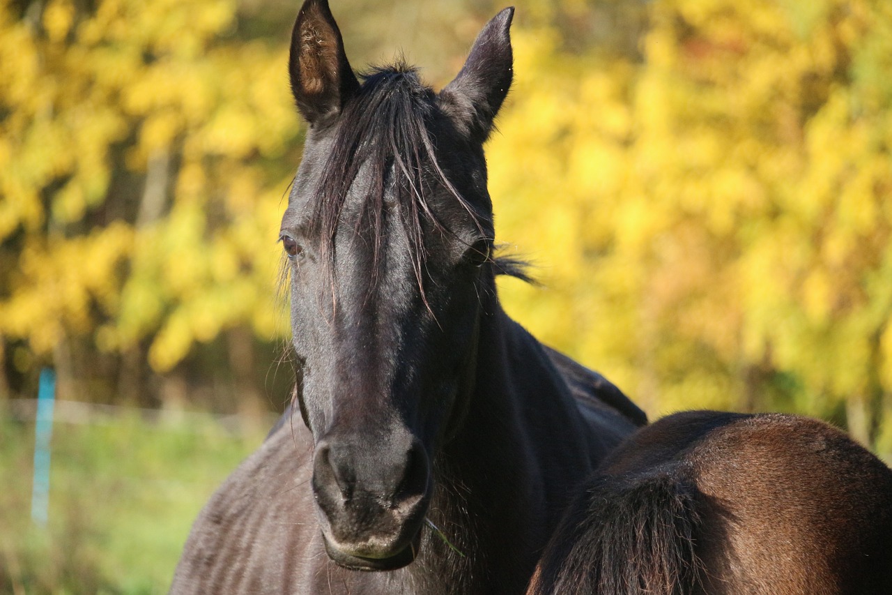 autumn horse rap free photo