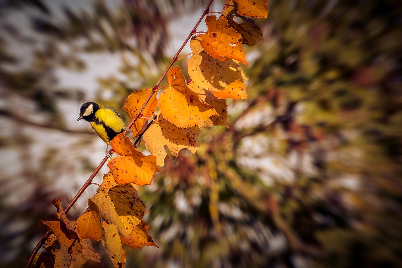 autumn bird nature free photo