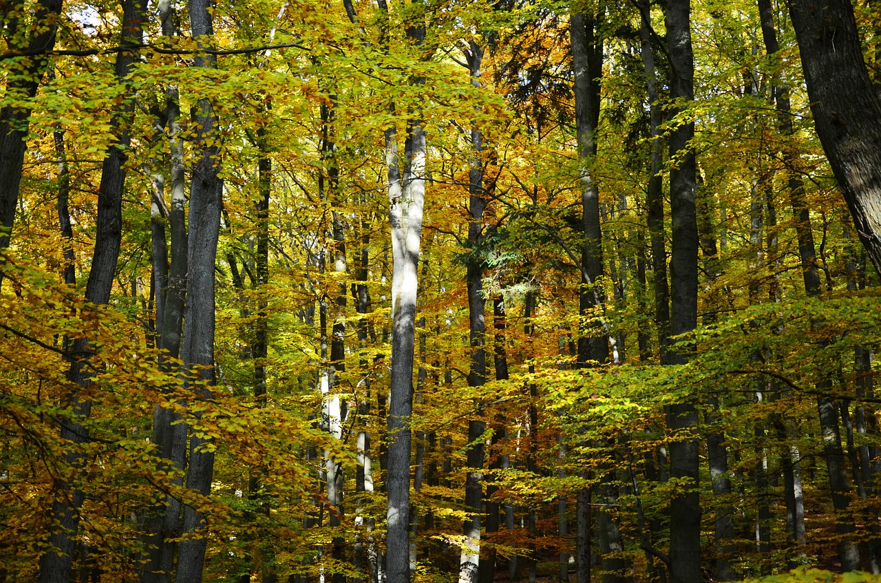 autumn autumn forest deciduous trees free photo