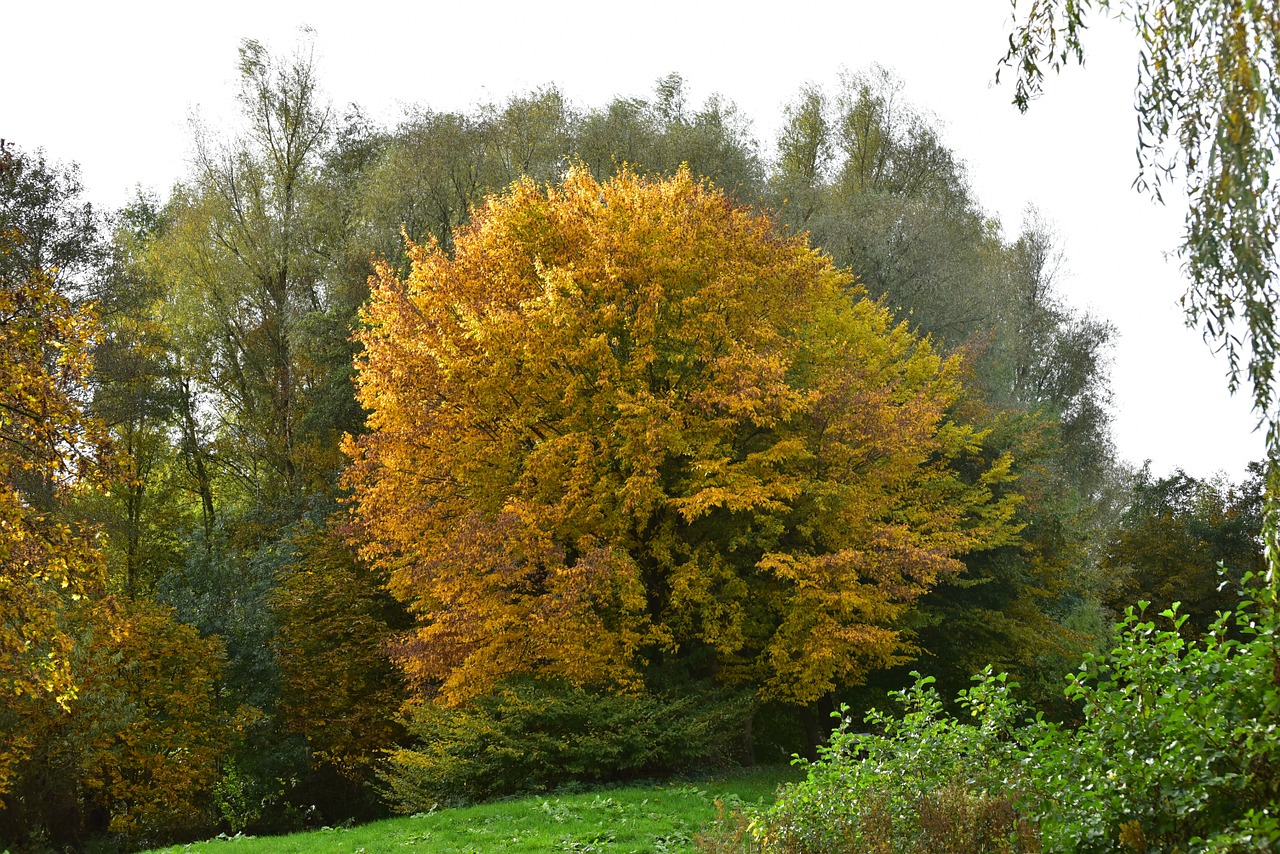 autumn trees golden autumn free photo