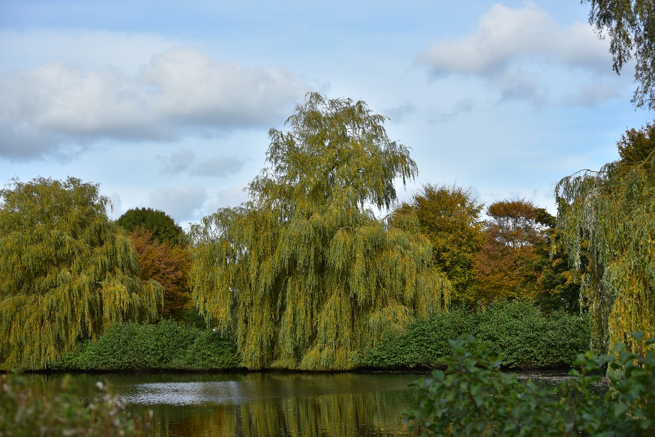 autumn trees golden autumn free photo