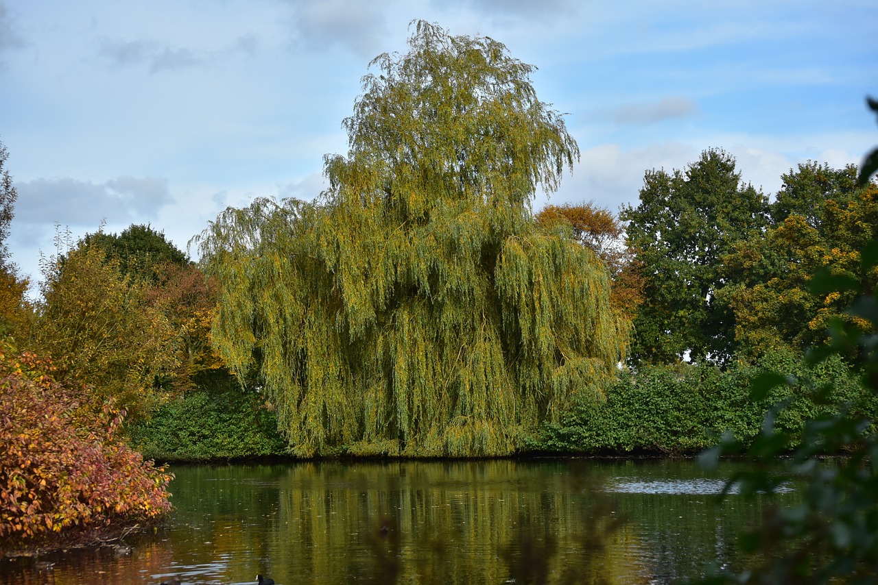 autumn trees golden autumn free photo