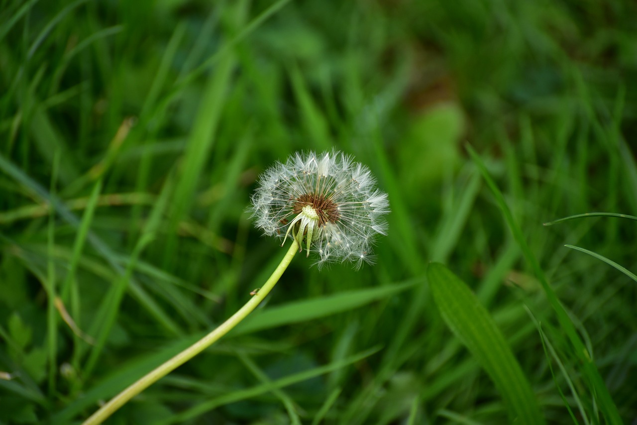 autumn dandelion plant free photo