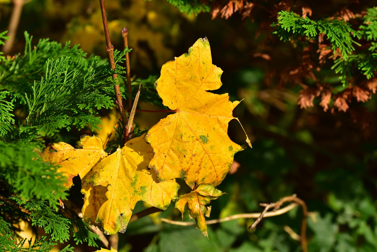 autumn leaves yellow free photo