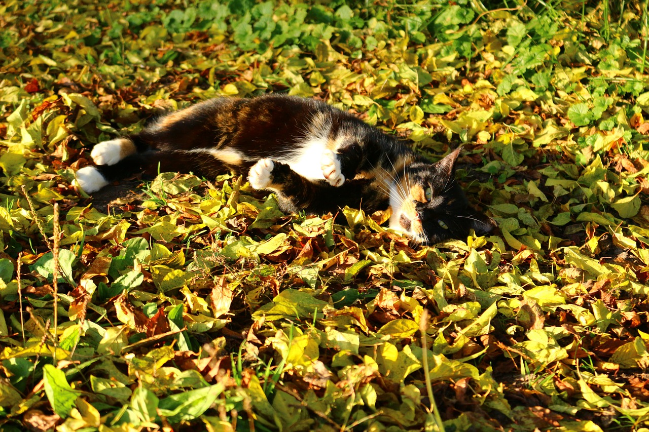 autumn cat lucky cat free photo