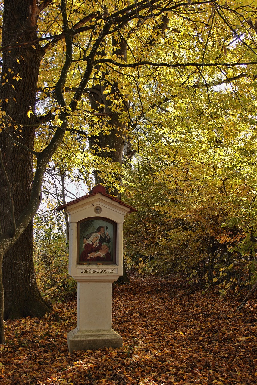 autumn bildstock colorful forest free photo