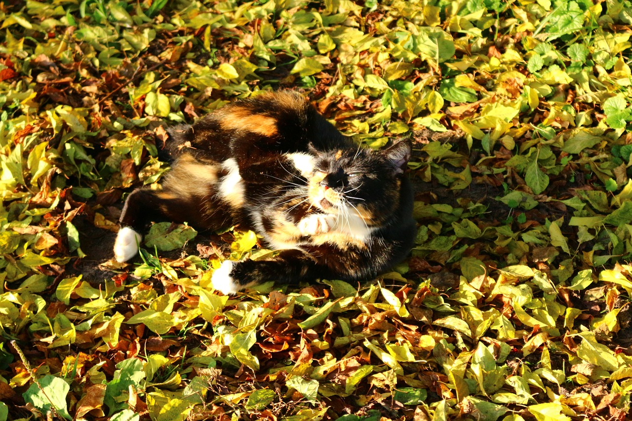 autumn cat lucky cat free photo