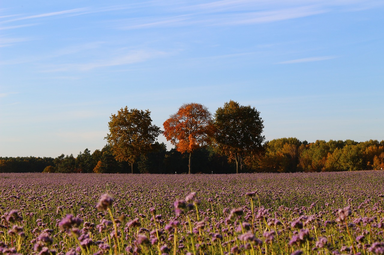 autumn landscape nature free photo