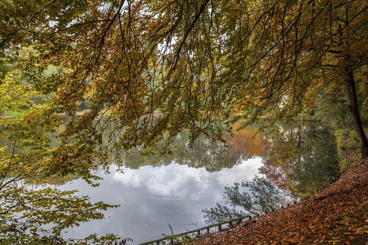 autumn golden autumn leaves free photo