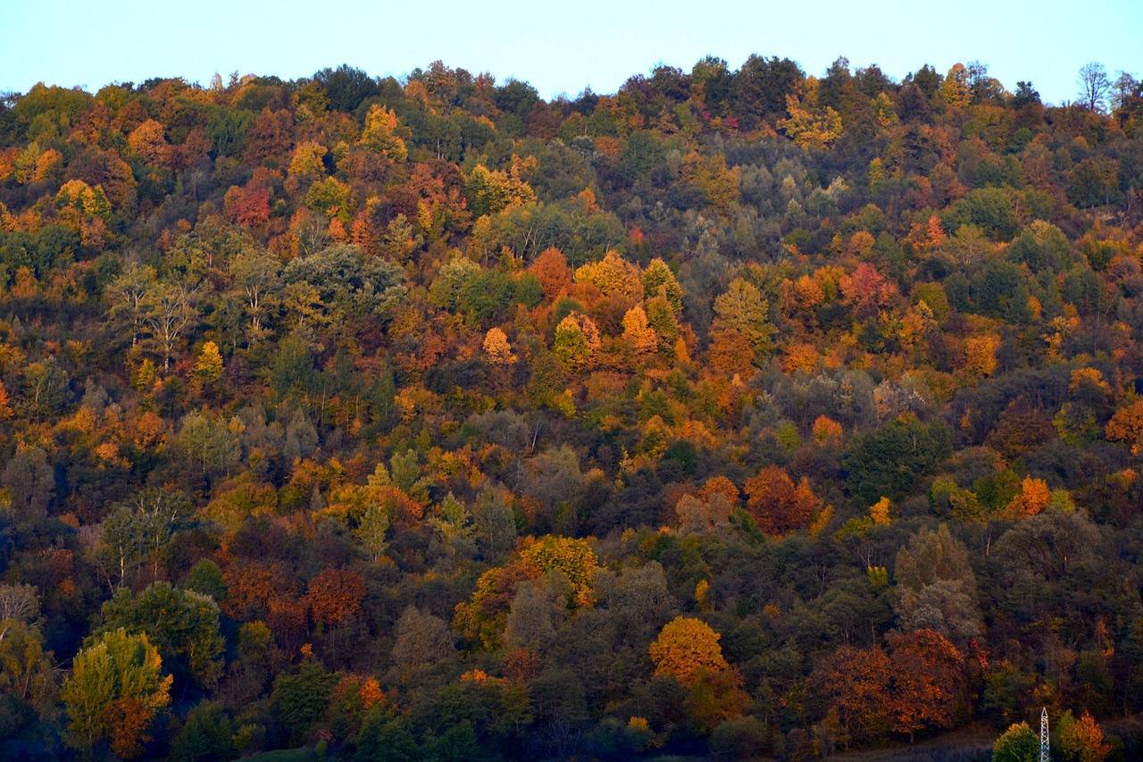 autumn falls trees free photo