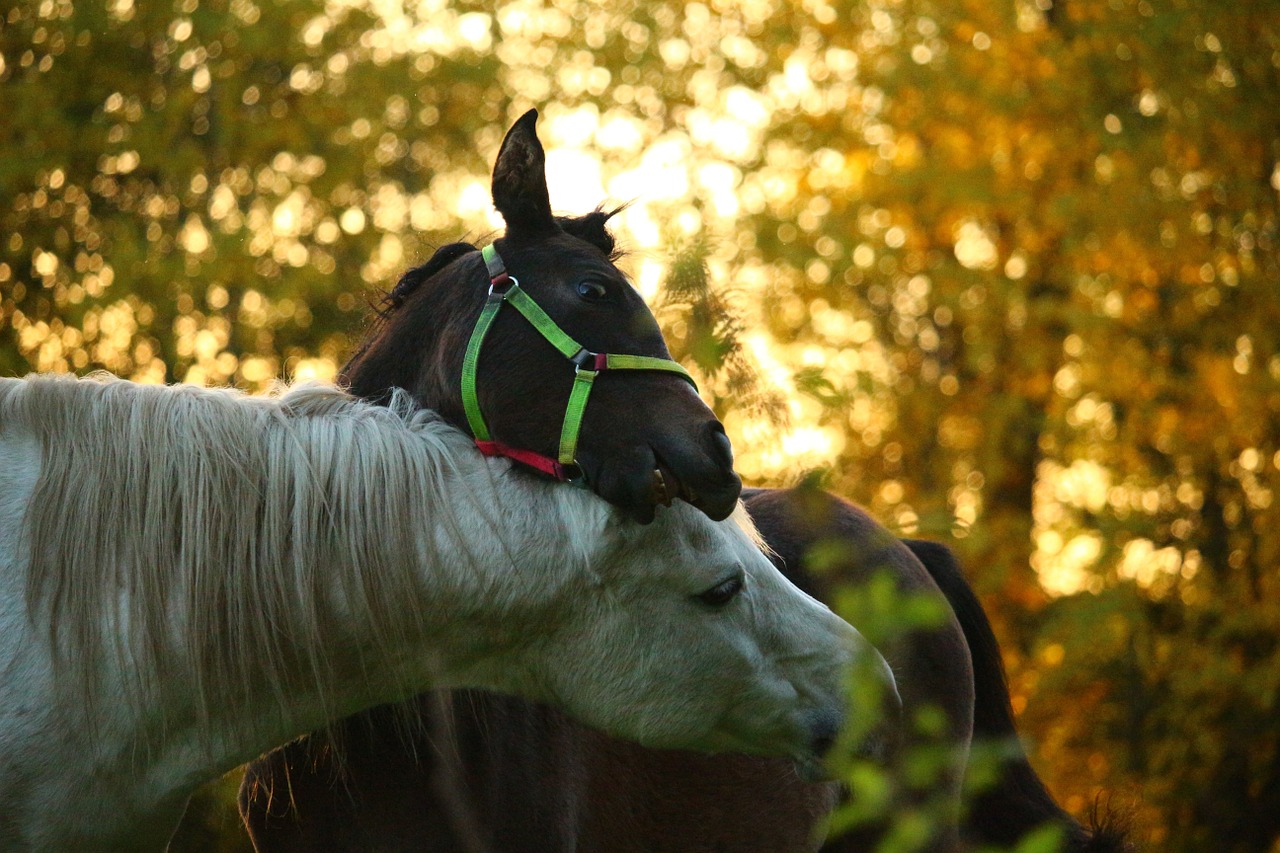 autumn horse mold free photo