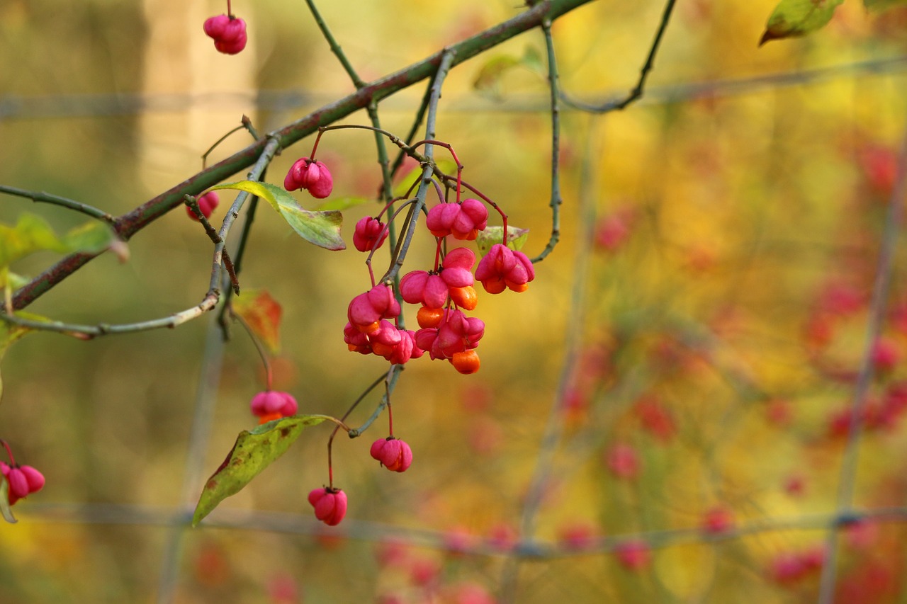 autumn spindle blossom free photo