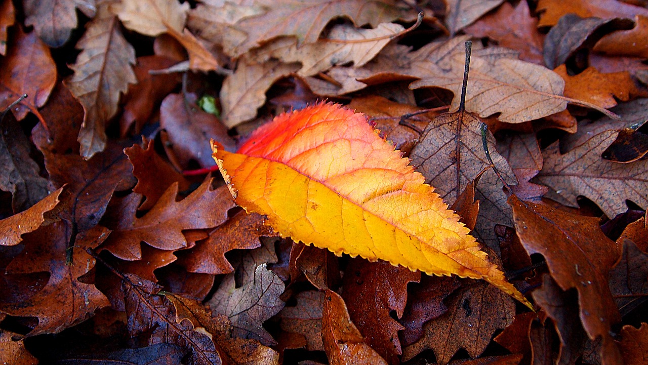 autumn autumn leaf season free photo