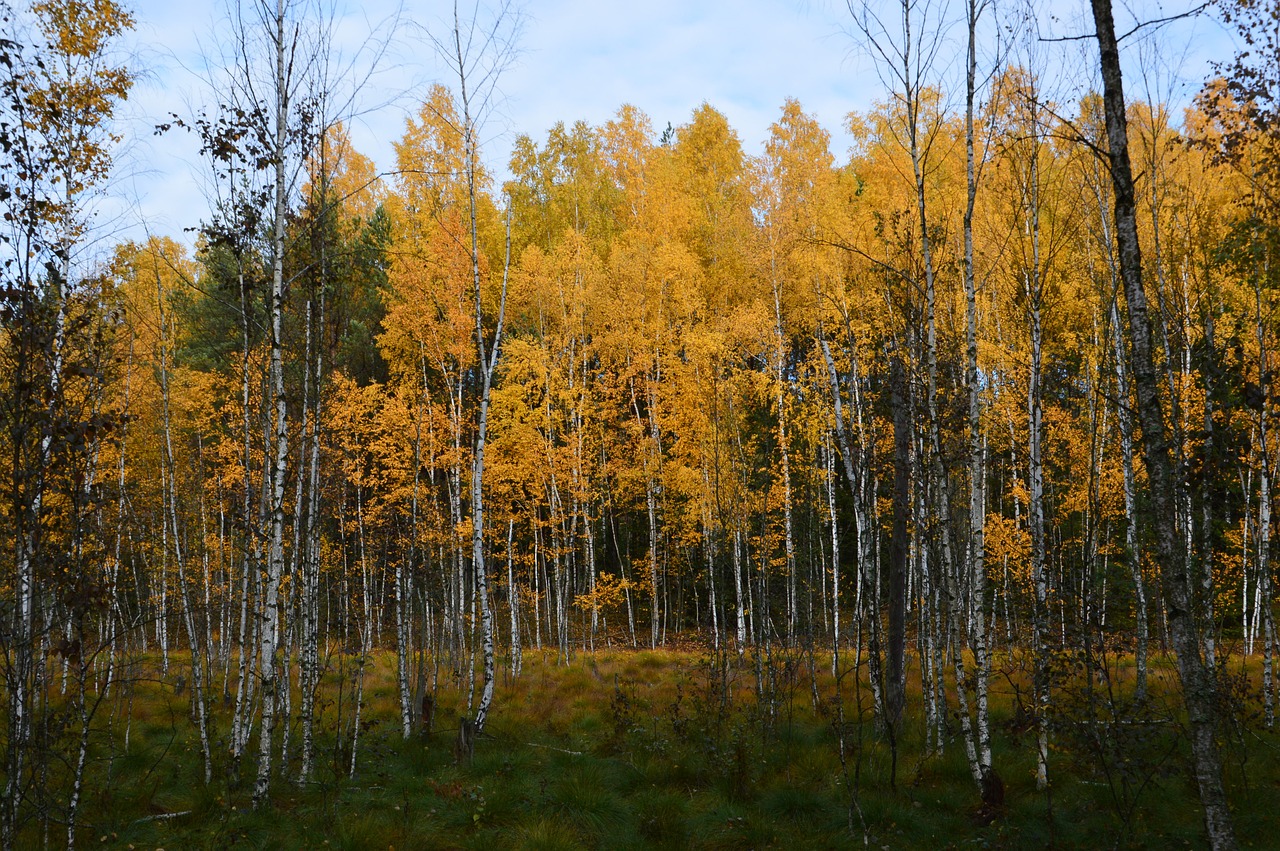 autumn birch nature free photo