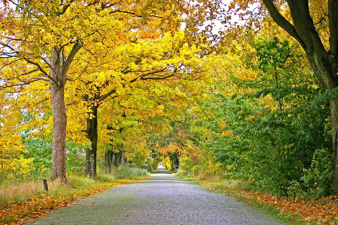 autumn avenue trees free photo