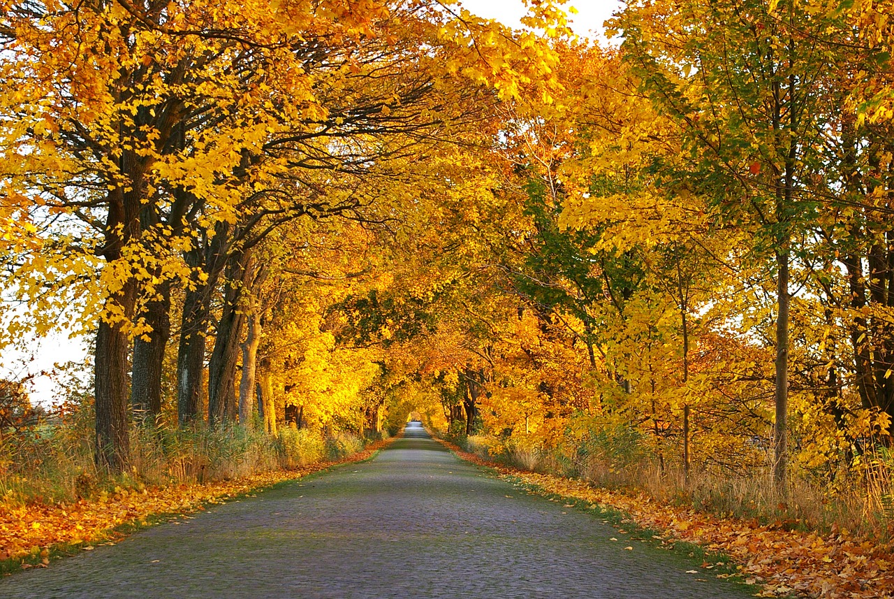 autumn avenue trees free photo