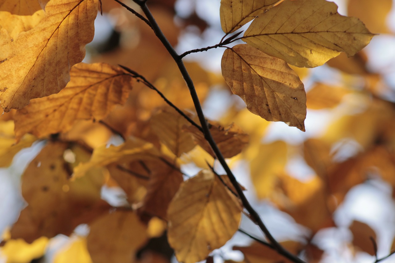 autumn leaves fall color free photo