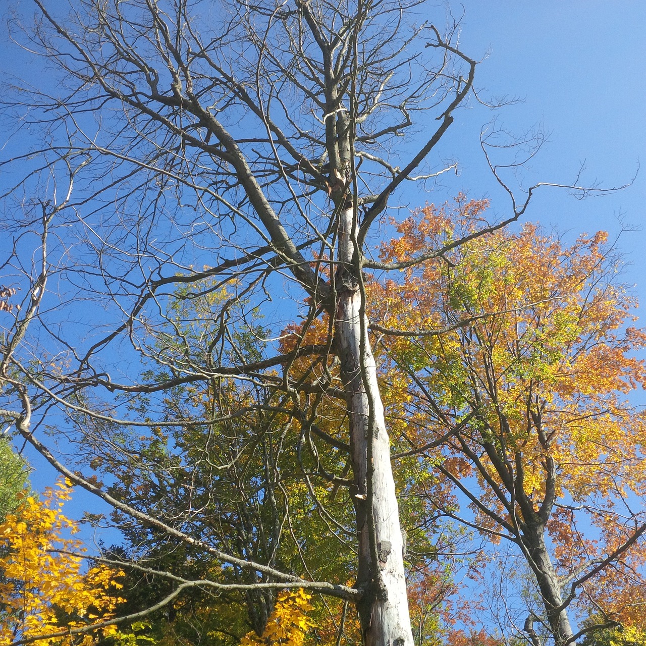 autumn tree golden autumn free photo