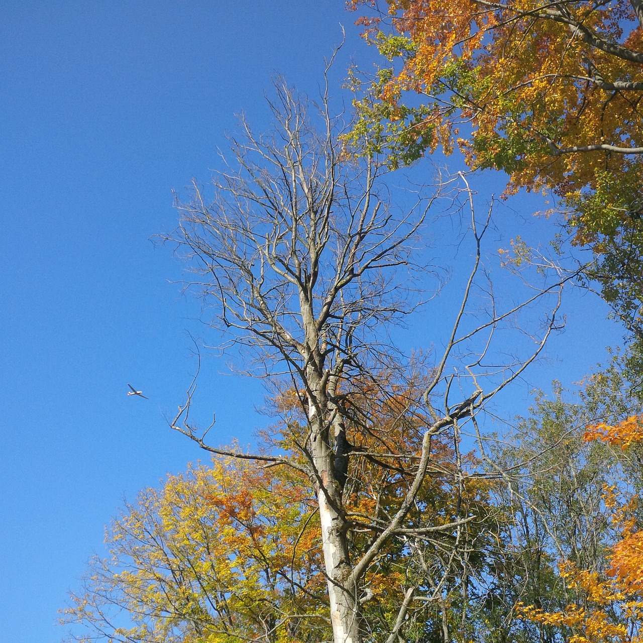 autumn tree golden autumn free photo