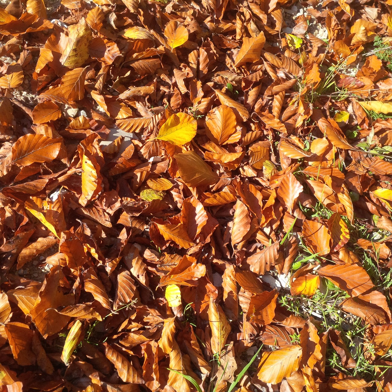 autumn tree golden autumn free photo