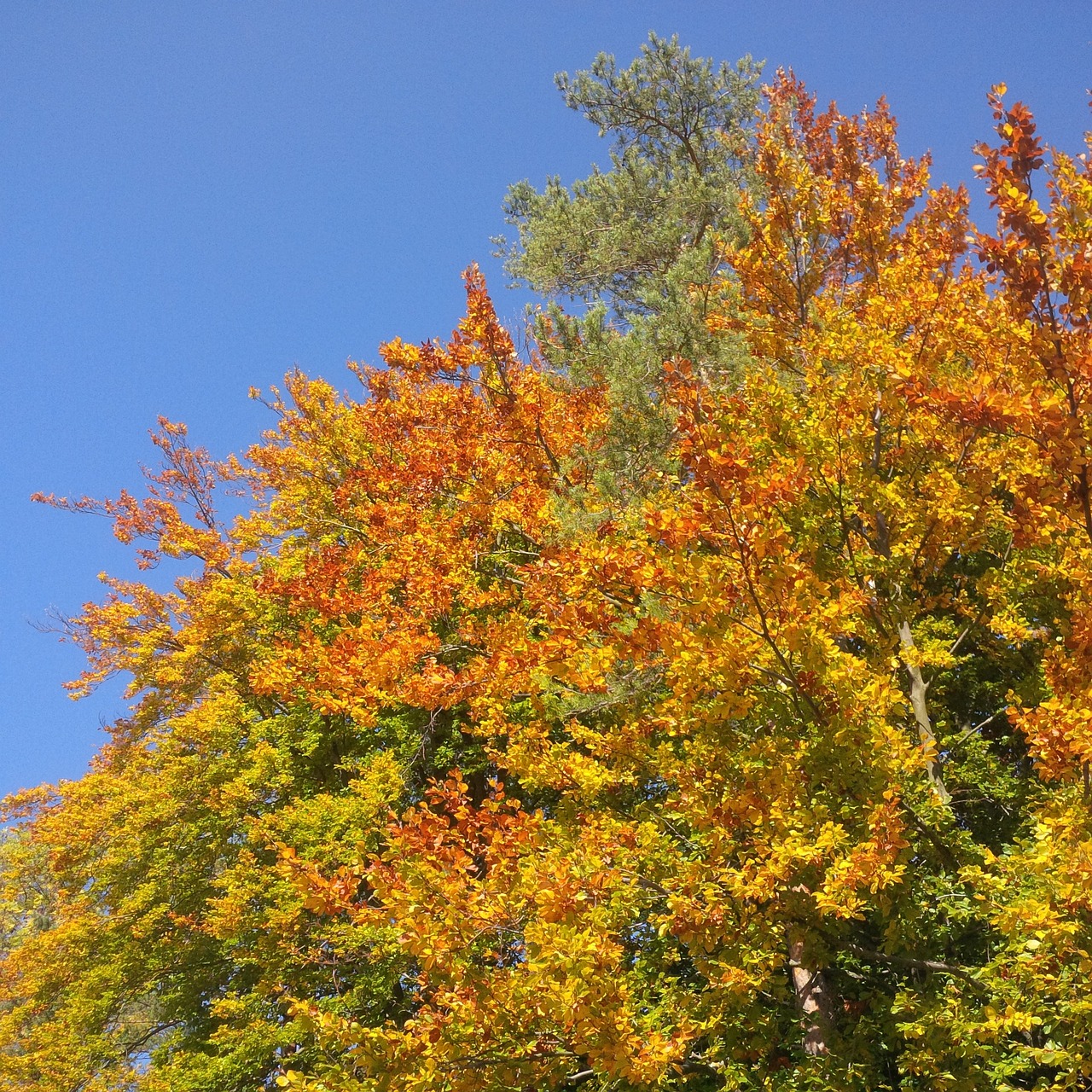 autumn tree golden autumn free photo