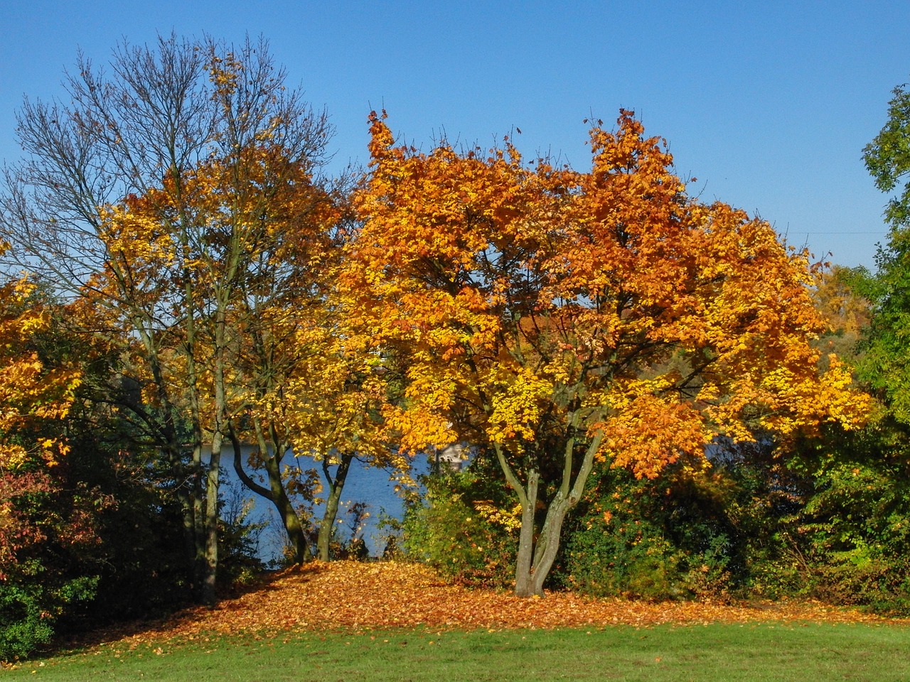 autumn park trees free photo