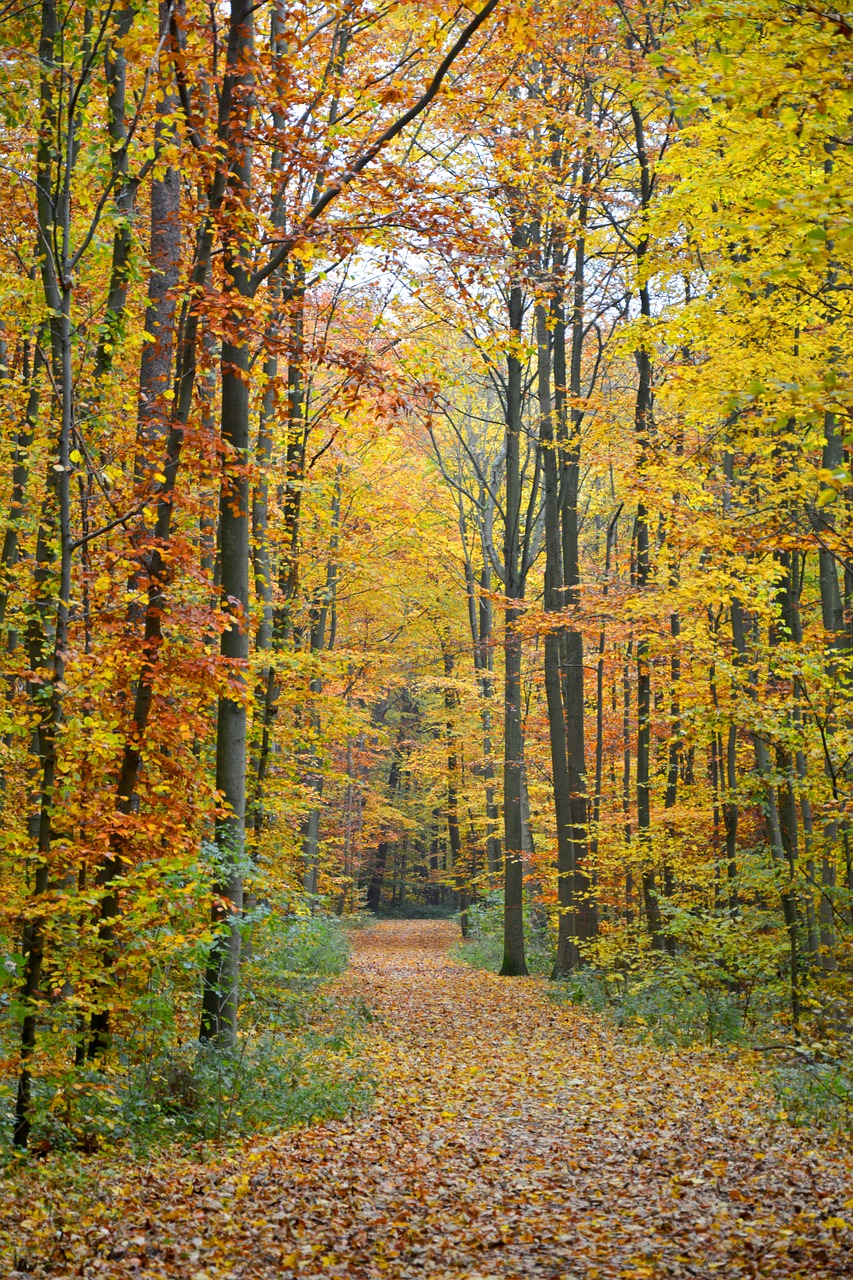 autumn autumn forest forest free photo