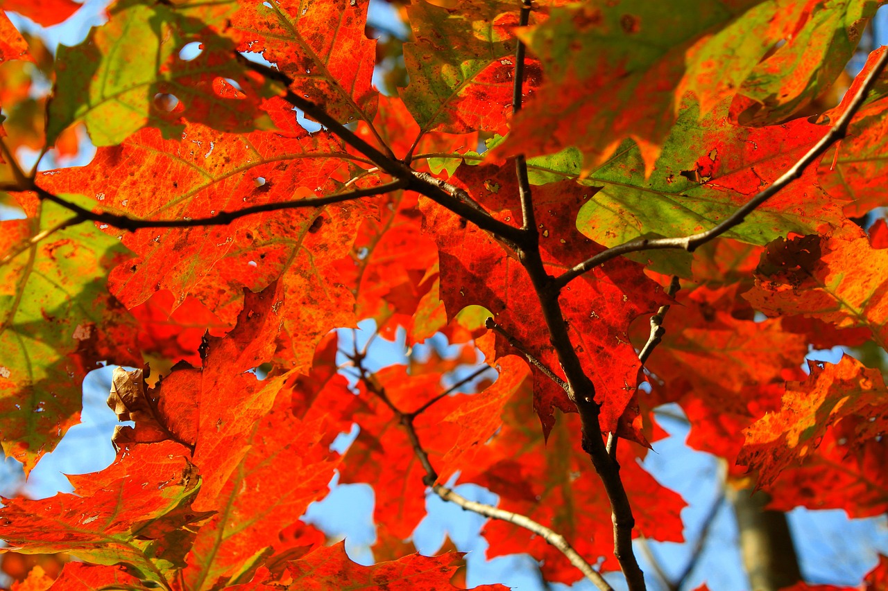 autumn fall leaf free photo