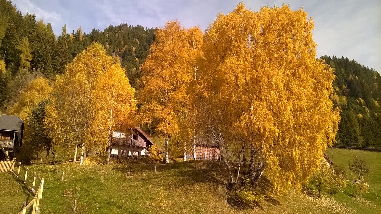 autumn trees colorful free photo