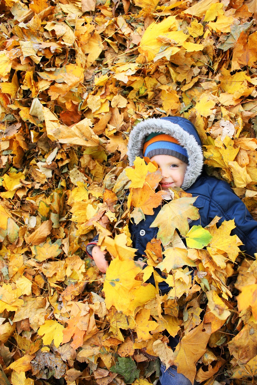 autumn leaves yellow leaves free photo