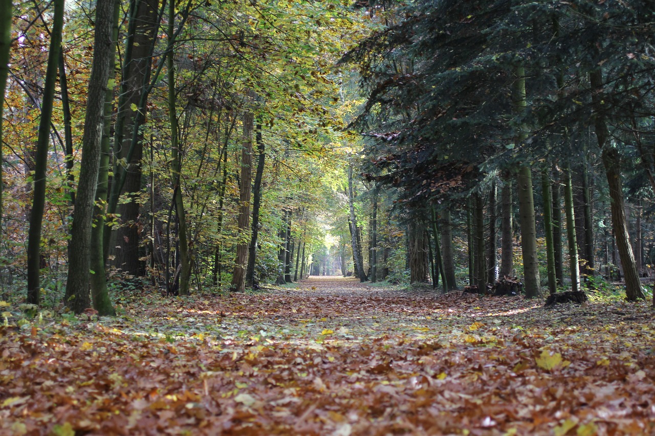 autumn leaves colors free photo