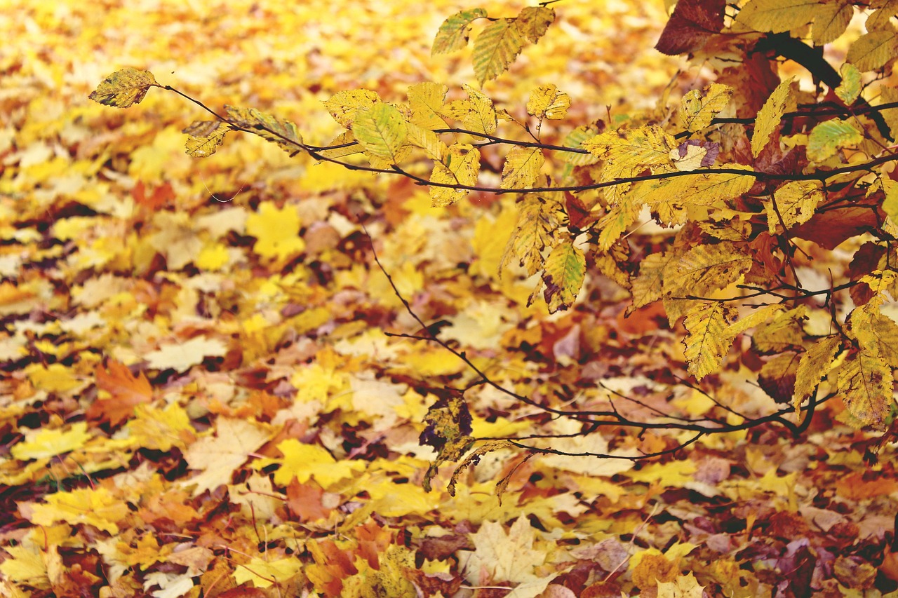 autumn leaves golden free photo