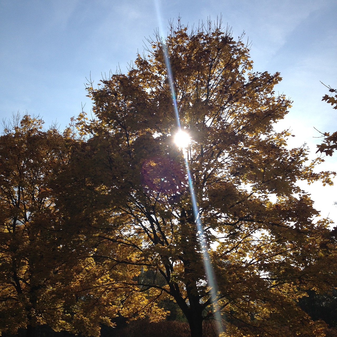 autumn tree in the fall light free photo