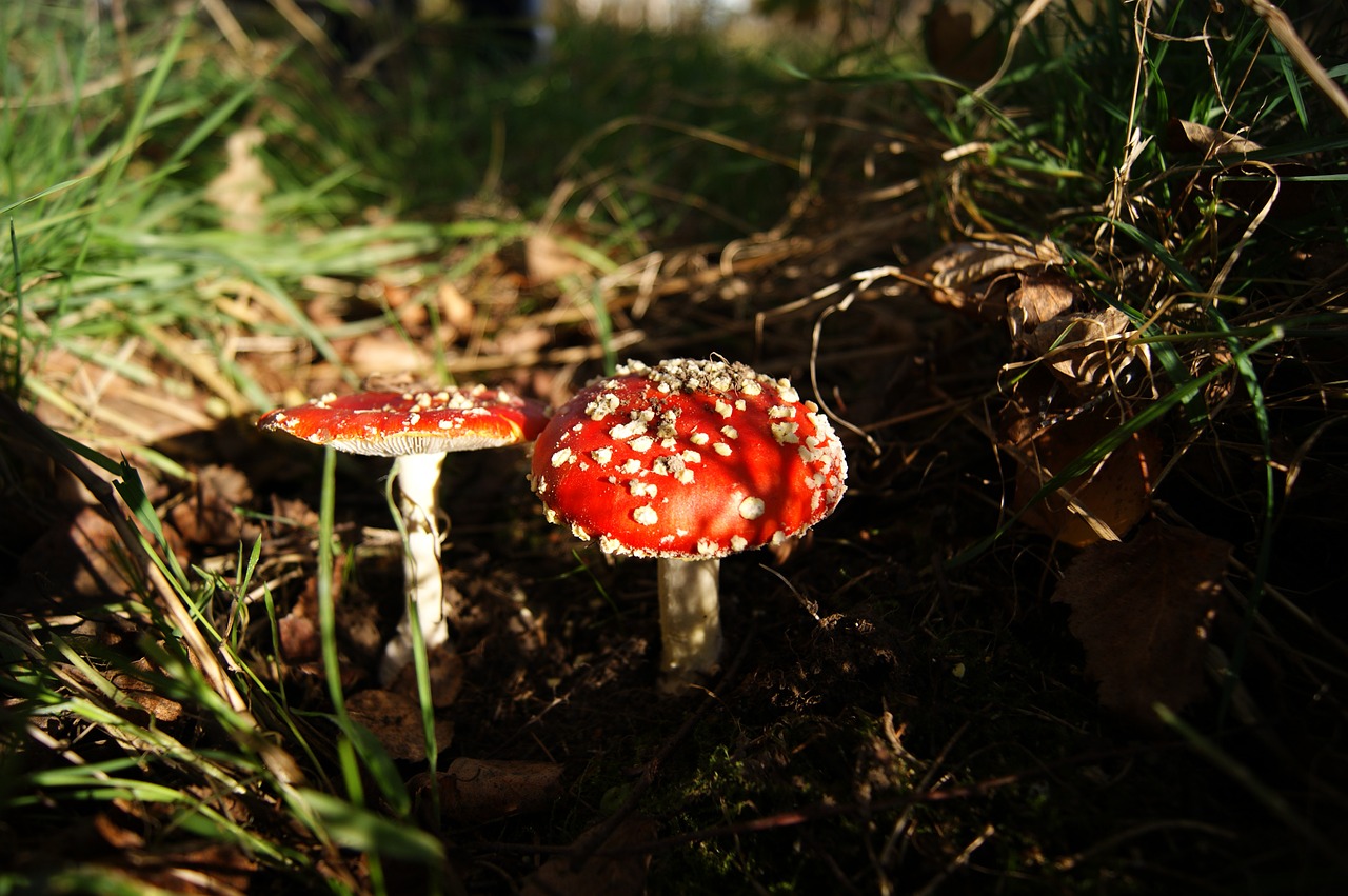 autumn mushrooms amanita free photo