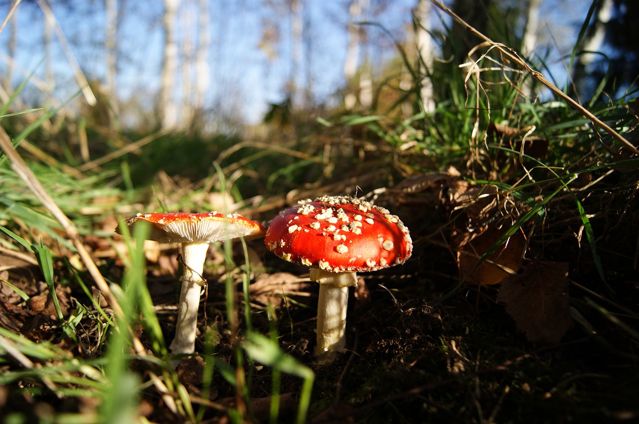 autumn mushrooms forest free photo