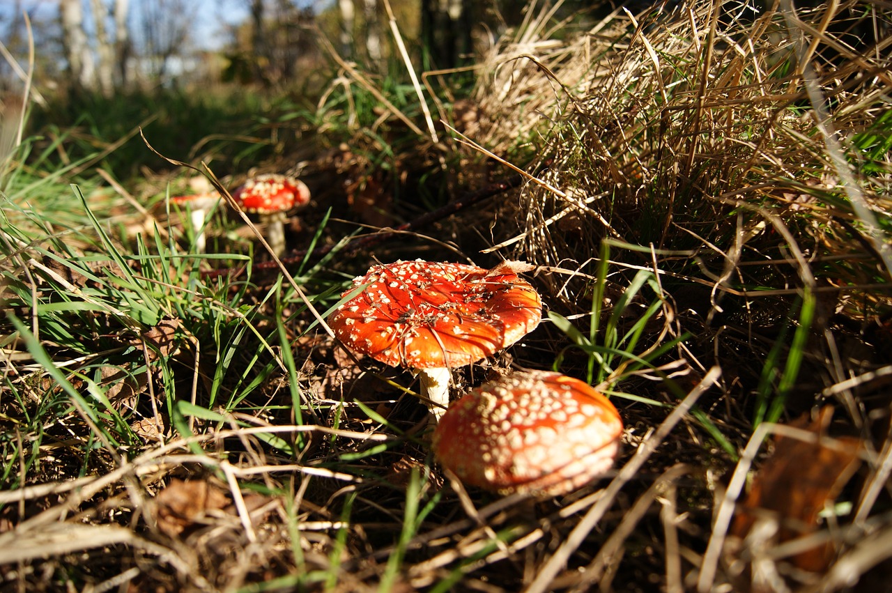 autumn mushrooms forest free photo